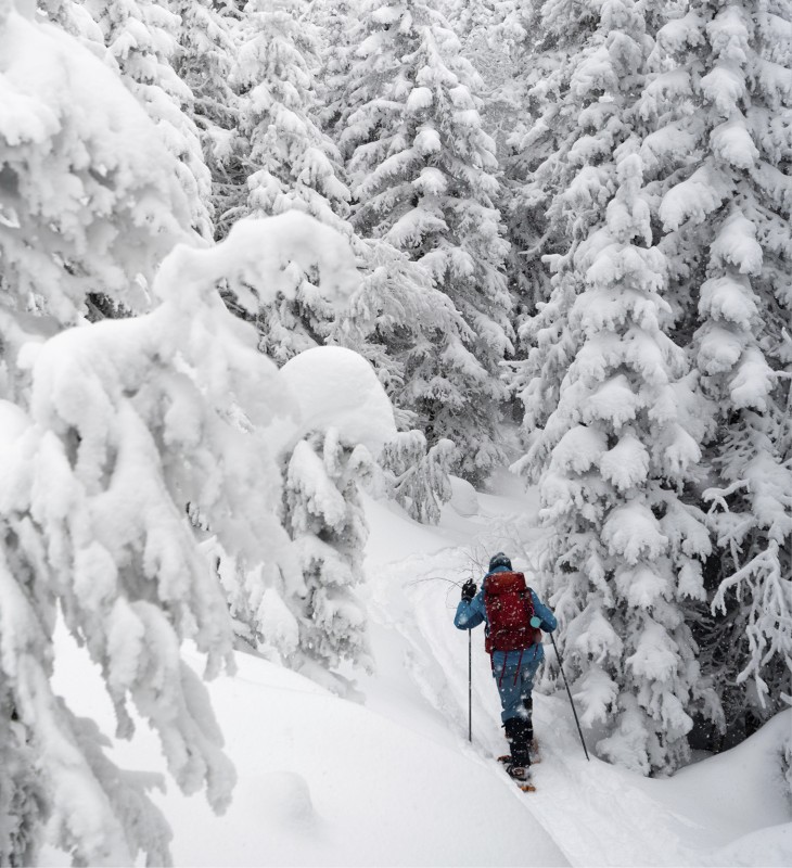 Ein Schneeschuhwanderer in einer verschneiten Landschaft unter weißen Zweigen von Nadelbäumen.