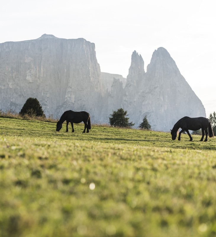Pferde fressen Gras auf einer Wiese der Seiser Alm. Im Hintergrund befindet sich der Schlern.